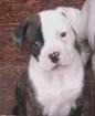 American Bulldog Welpen Bully Typ