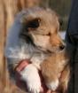 Süße Ivy - CollieHündin mit VDH-Pap. - sucht liebevolles Zuhause