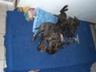 Bullmastiff - Welpen