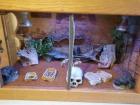 Zwergbartagamen mit Terrarium Aussengehege und Zubehör