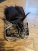 Maine Coon Kitten sofort abgabereit