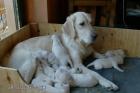 Goldenretrieverwelpen