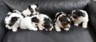 Biewer Yorkshire Terrier Welpen