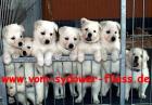 Wunderschöne reinrassige Weiße Schweizer Schäferhundwelpen aus einer wunderbaren