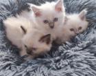 Heilige Birma Kitten lilac weiblich