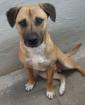Boxermixrüde sucht eine Familie einfach nur lieb