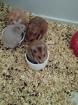 Weingasse teddyhamsterbabys