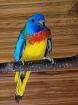 Glanzsittich Hahn wildfarben