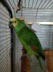 Einsame Blaustirn Amazone