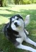 Wunderschöner Husky-Rüde abzugeben