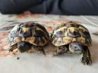 Griechische Landschildkröten NZ 2022 zu verkaufen