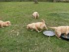 Wunderschöne Golden-Retriever-Welpen ab 18. 12. 09 Zu verkaufen