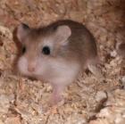 2 Monate alte Hamsterdame in liebevolle Hände abzugeben Salzgitter/Peine/Brauns