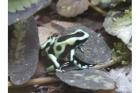 Dendrobates auratus Nominatform