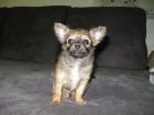 Kleines Chihuahua-Mädchen sucht noch ein neues Zuhause
