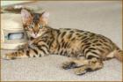 Bengal katzen serval und Savannah Katzen