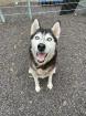 Starlight - aktiv lieb - Husky-Mix