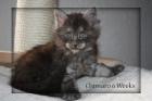 Maine Coon Kitten sehr typvoll aus großen Linien in black smoke noch 2 Kater