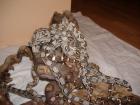 Boa Constrictor Constrictor Babys DNZ 2022 abzugeben