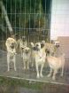 Kangalwelpen türkische Hirtenhunde suchen zu Hause