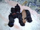 Labradorwelpen 5 schwarze Rüden und ein goldbraunes Weibchen