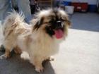 Hundehilfe-Hinterland sucht Pflegestellen fuer Hunde