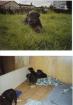 Verkaufe Rottweiler Welpen