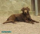Wurfankündigung Labrador