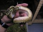 Python regius spider 2022