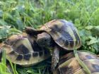 Griechische Landschildkröte NZ 2013