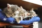 Libenswerte BKH Kitten silber-Tabby suchen ein Zuhause