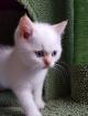 BKH Kater in colour point in white red point