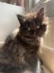 BKH/BLH/Perser Kitte