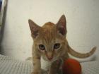 Junge Kater Katzenbaby