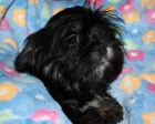 Süße Lhasa Apso Welpen abzugeben