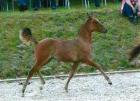 Deutsches Reitponystutfohlen 2022