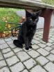 Schwarze Katze