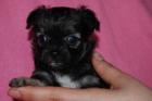 Typvolle hübsche Chihuahuawelpen Lang u. Kurzhaar mit Papieren