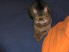 Katze / Kater am 03. 11. 2022 in Berlin-Friedrichshain zugelaufen / gefunden