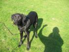 Rhodesian Ridgeback Labradormix sucht schnell neues Zuhause 100 verträglich lie