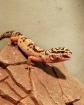Männlicher Leopardengecko sucht ein neues Zuhause