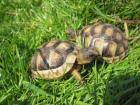 Adulte und Babys Testudo hermanni boettgeri und Marginata