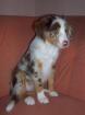 Natural S Elly Mae sucht noch eine liebe Familie