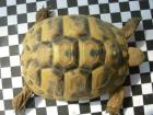 Griechische Landschildkröten THB NZ 2022/2009