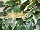 Kronengeckos - Rhacodactylus ciliatus NZ 2022 abzugeben