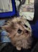 Maincoon kitten