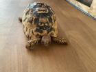 Pantherschildkröte