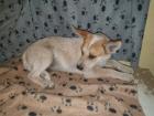 Australien Cattle Dog Mix Texas Heeler Australien Cattle dog x Shepard