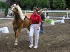 Wunderschöne 3 5jährige Edelblut Haflinger