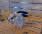 Rennmaus weiß albino 11/2 Jahre alt